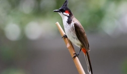 Bị truy tố vì cả gan trộm 3 con chim của Giám đốc Sở